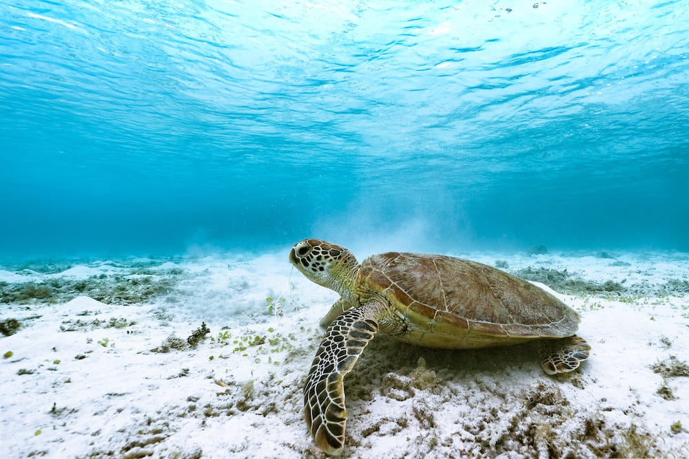 Zakynthos Turtle Spotting